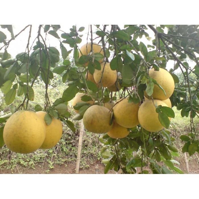 CÂY GIỐNG BƯỞI DIỄN SIÊU NGON SIÊU QUẢ