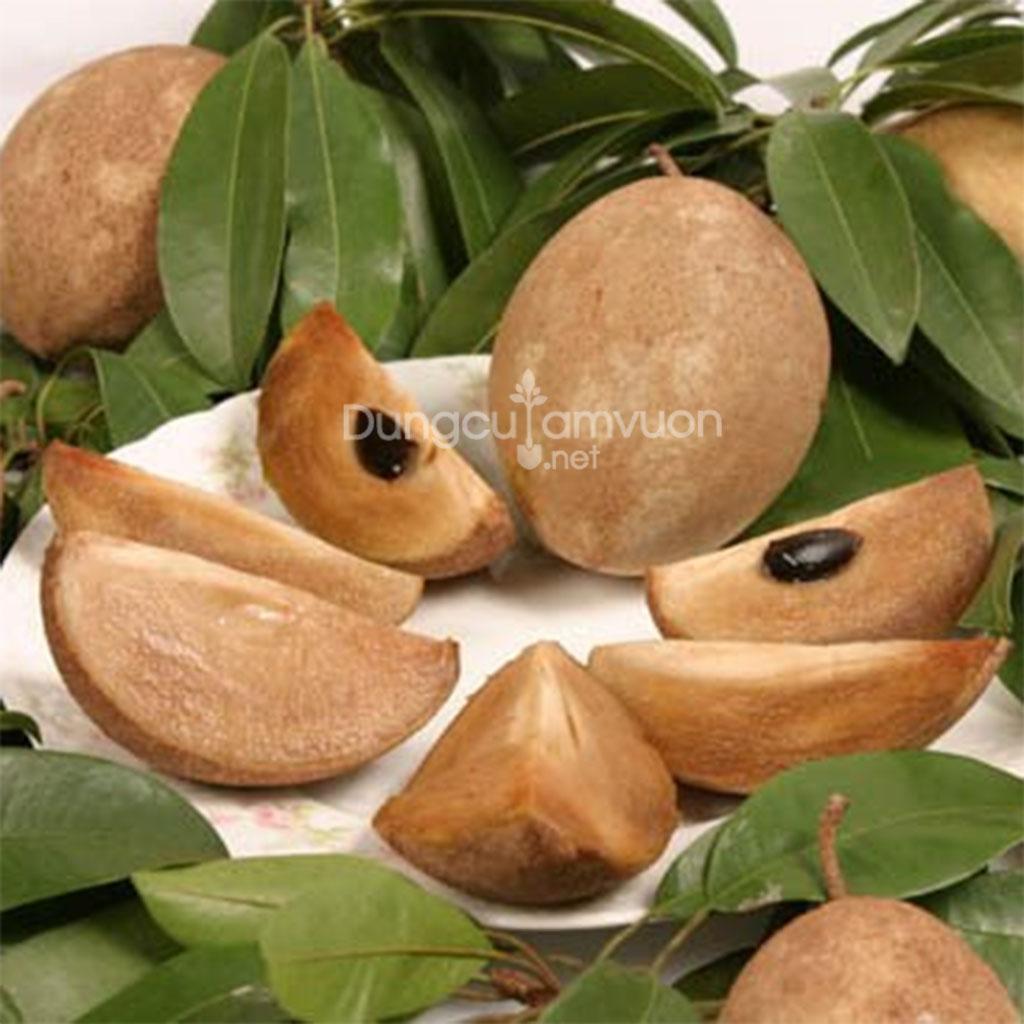 Combo 2 Hồng xiêm xoài, cây giống gửi đi nguyên bầu