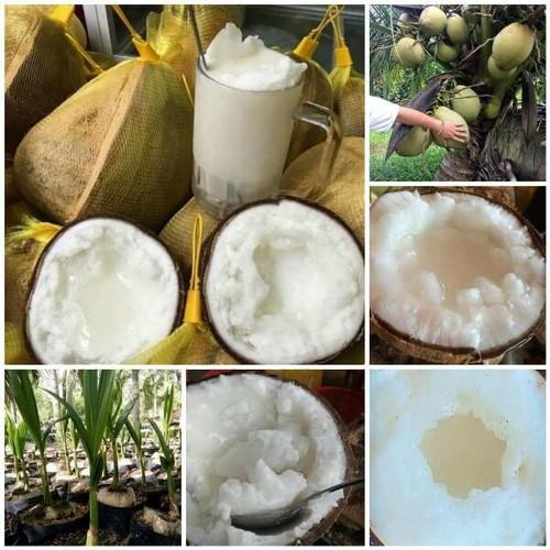 CÂY GIỐNG DỪA SÁP ĐẶC RUỘT.