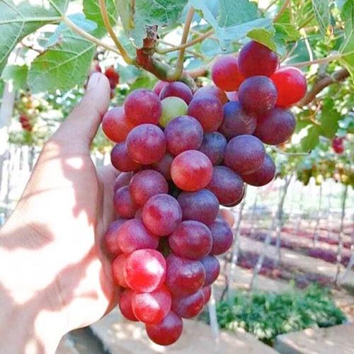 Cây nho giống các loại dễ trồng nhất tại khí hậu Việt Nam. Nho Xanh, Nho Đỏ, Nho Ngón Tay Đỏ, Nho Hạ Đen, Nho Mẫu Đơn