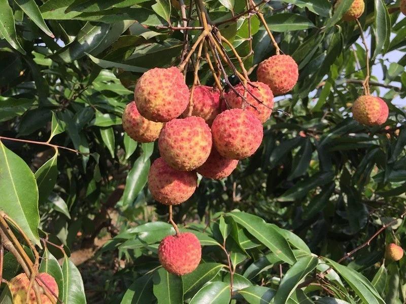Cây giống Vải Thiều Lục Ngạn siêu trái. .