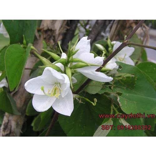 Cây Ban trắng , cây giống cỡ lớn, hàng chuẩn F1