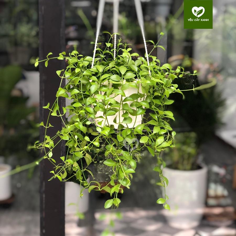 Cây Treo Lan Đô La trang trí ban công, sân vườn