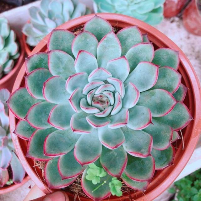 Sen đá viền hồng size đại