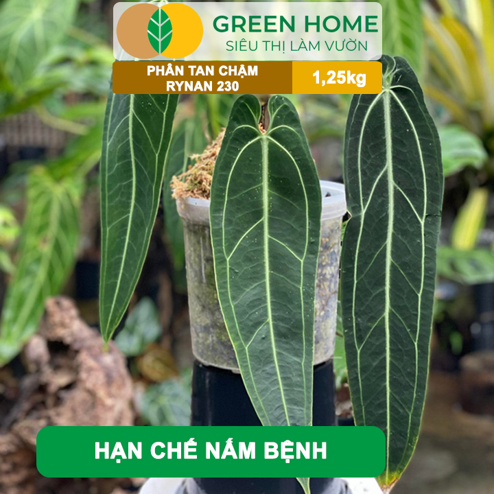 Phân Tan Chậm Greenhome, Rynan 230, Hũ 1,25kg, Chuyên Kiểng Lá, Dưỡng Lá Xanh, Sinh Trưởng Khoẻ