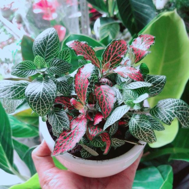 Chậu Cẩm Nhung