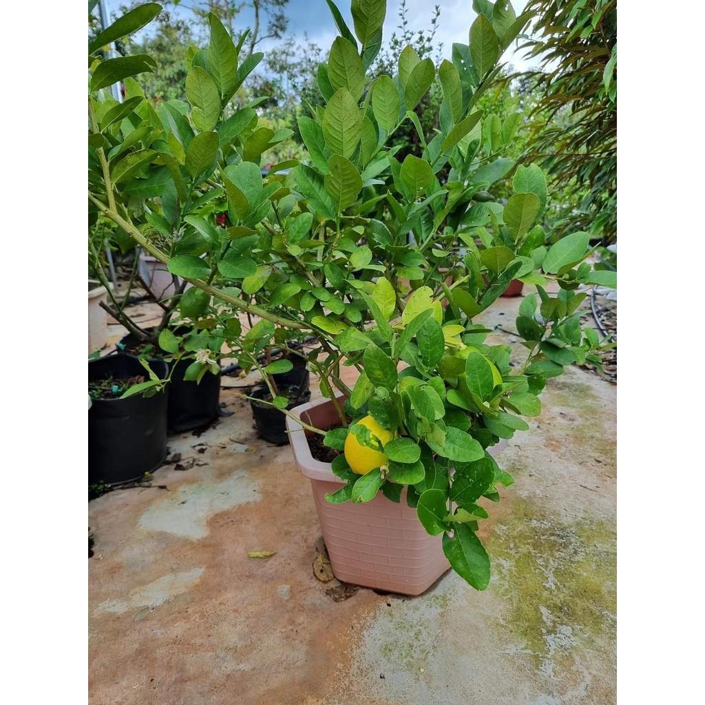 Cây Giống Chanh vàng mỹ