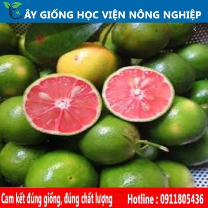 Sản phẩm Cây Ăn Trái cây giống chanh đào siêu trái