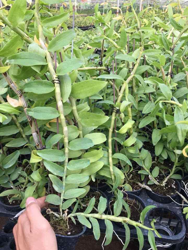 Phong lan giả hạc mắt xước