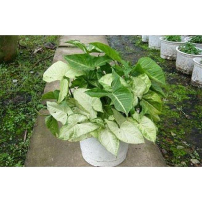 Cây trầu bà trắng, cây phong thuỷ