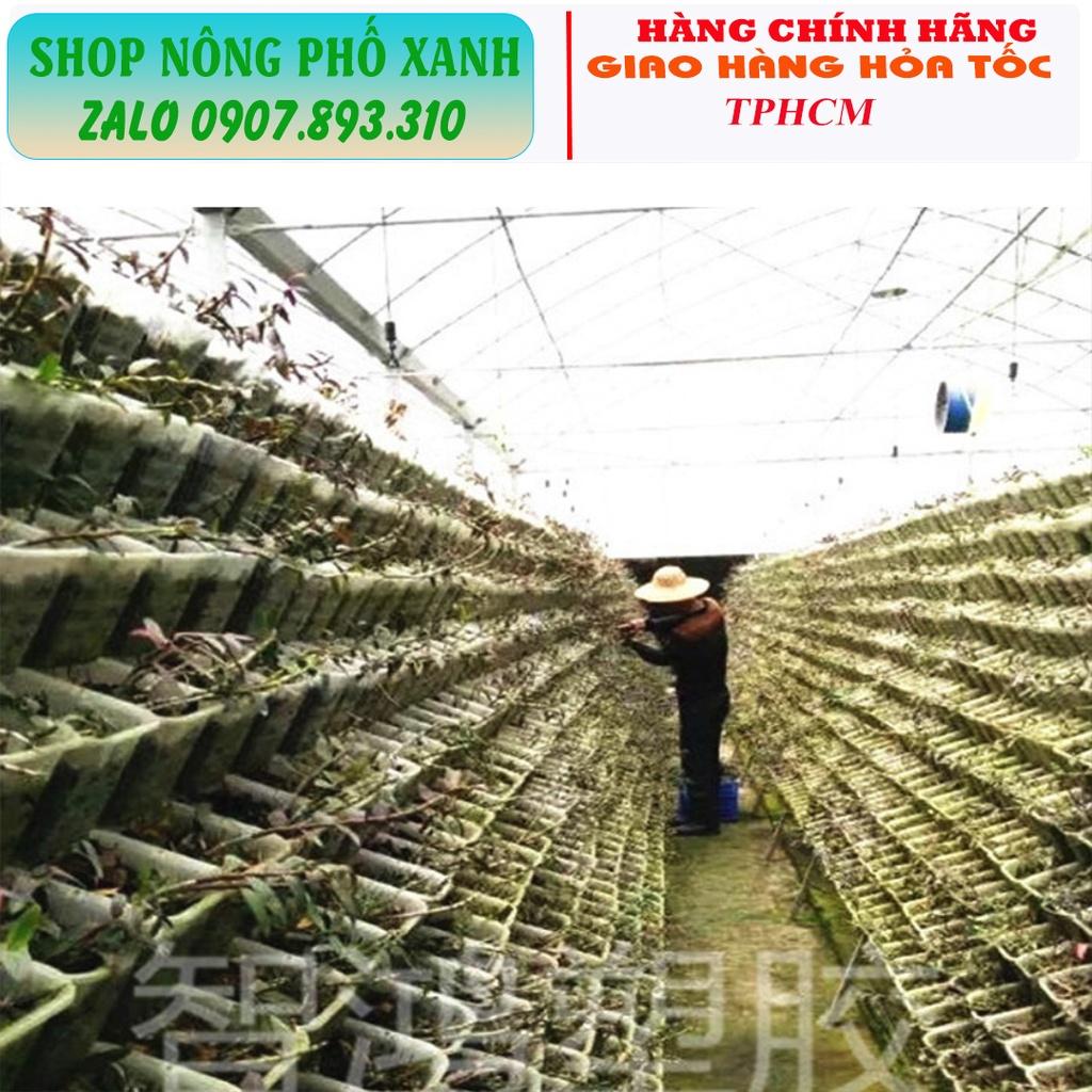 Chậu trồng thủy canh, trồng lan, phôi bonsai thoát nước tốt thông thoáng nhiều size