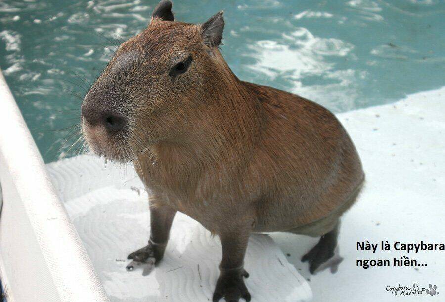 không xóa sổ con người được!! chapter 3.2 12