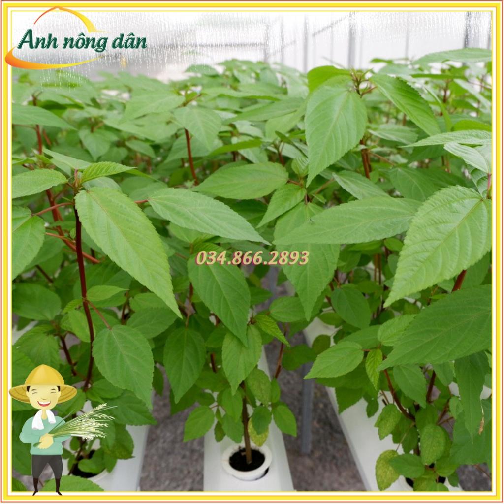 Gói 20g Hạt giống rau đay dễ trồng, nảy mầm đều, ít công chăm sóc - Anh nông dân chính hiệu