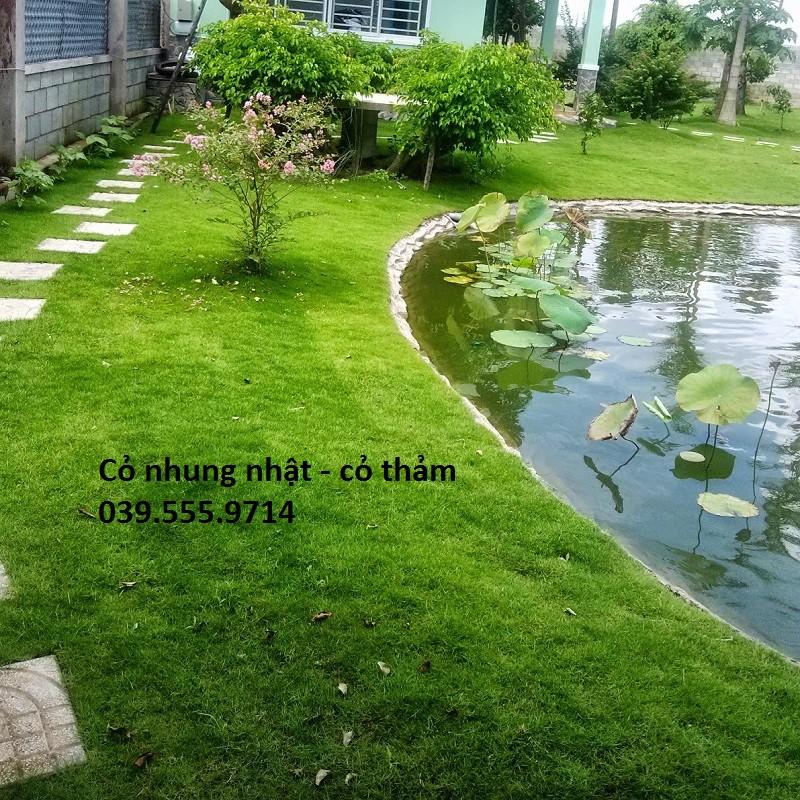 Hạt Cỏ Thảm Nhung Nhật 300gam - Cỏ Trang Trí Sân Vườn