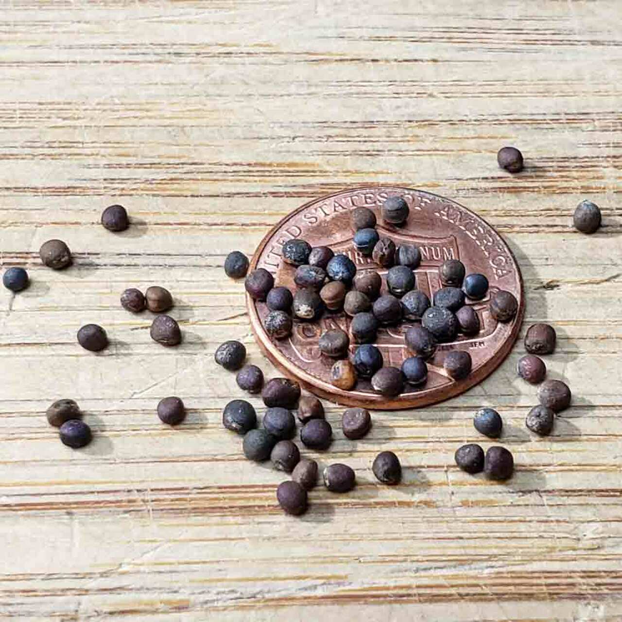 Hạt giống rau cải rổ giòn, ngọt 20gr/gói