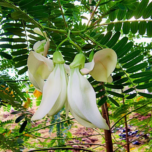 Hạt Giống Bông So Đũa Trắng