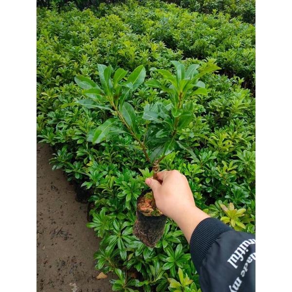 Cây giống thanh mai hay dâu rừng dễ trồng và chăm sóc