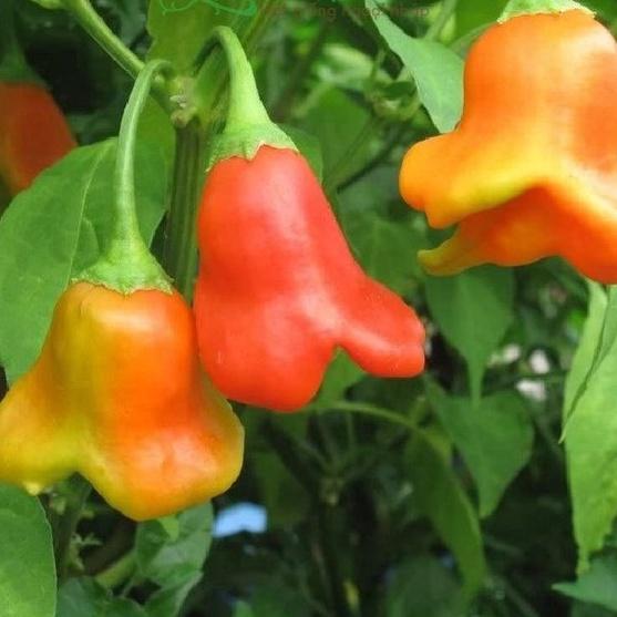 Combo 2 gói Hạt Giống Ớt Chuông Gió hoa hồng -1 gói 20 hạt-tặng kèm gói phân bón lót
