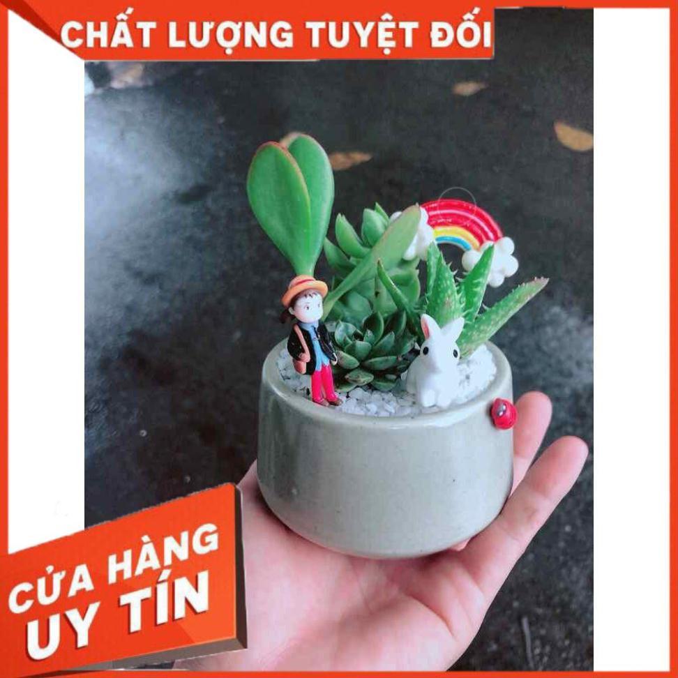 Chậu sen đá tiểu cảnh Nhiều Người Mua