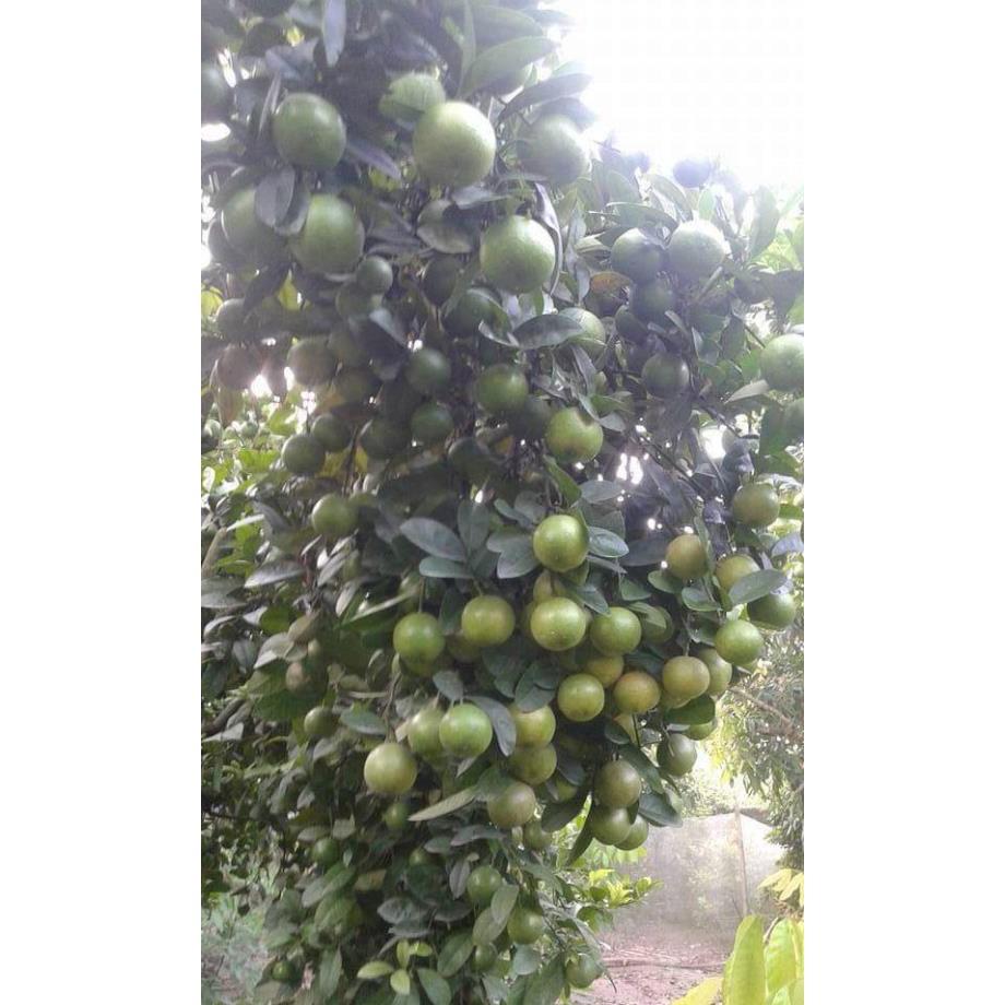 2 giống cam xoàn