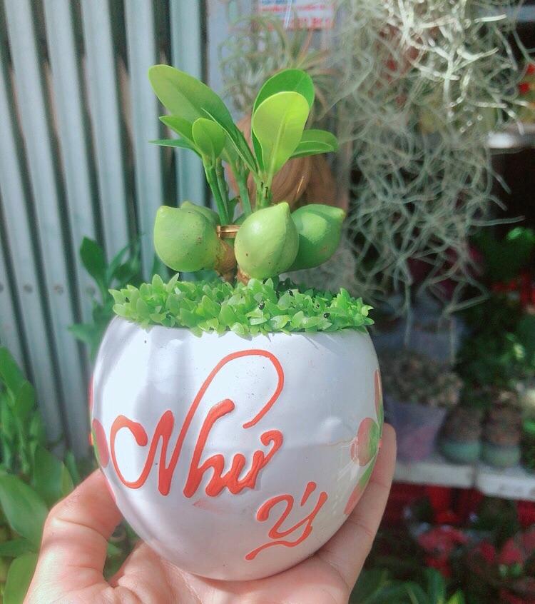 Chậu Cây May Mắn Tài Lộc