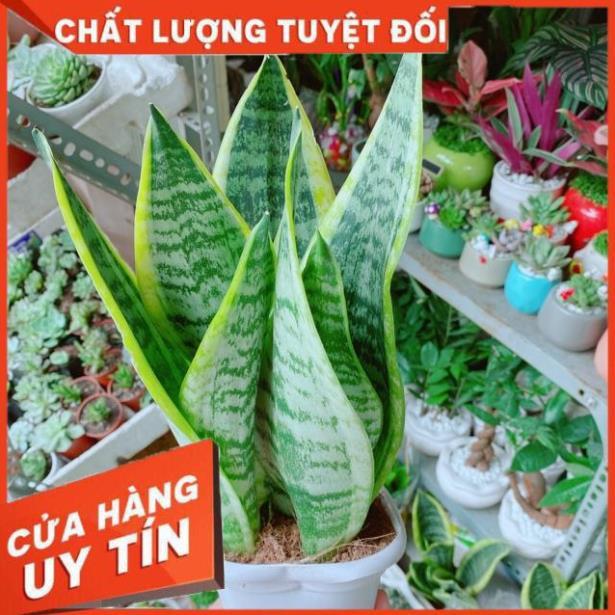 Lưỡi Hổ Cao