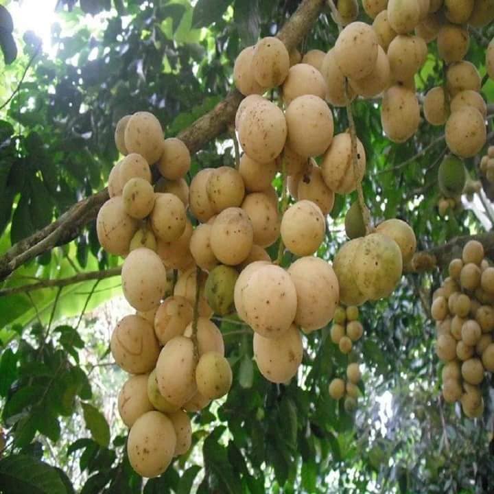 Cây giống Bòn bon thái ghép, 1,5 năm cho trái _Nam trân quả