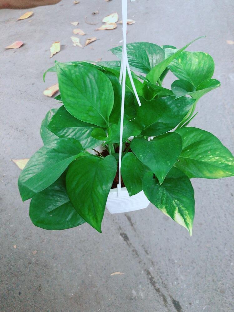 Trầu Bà Thái Xanh