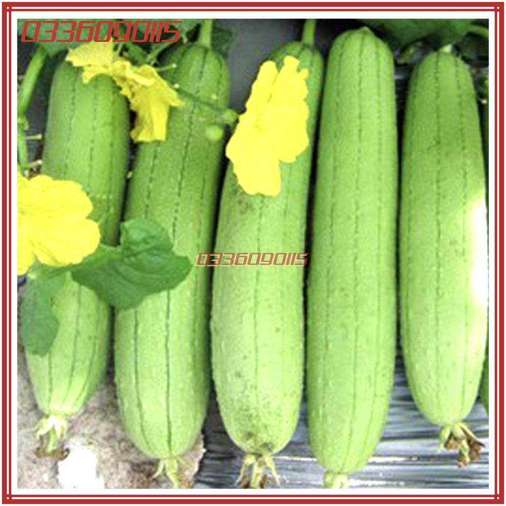 Túi 10 Hạt giống mướp hương 7 lá thái lan F1 cao sản - hạt giống tuyển chọn loại 1