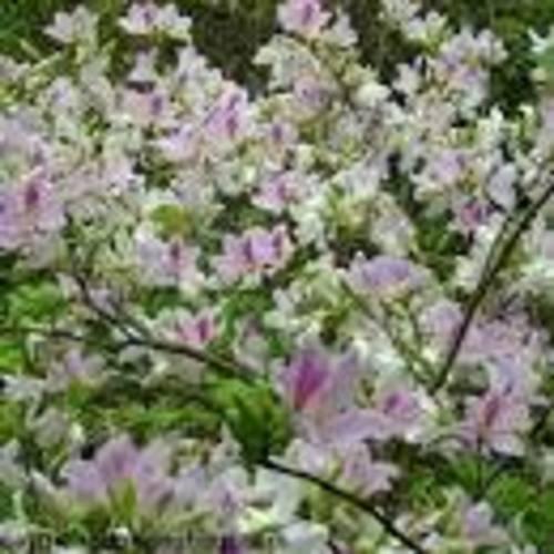 HOA BAN TRẮNG TÂY BẮC- CÂY GIỐNG CỠ LỚN