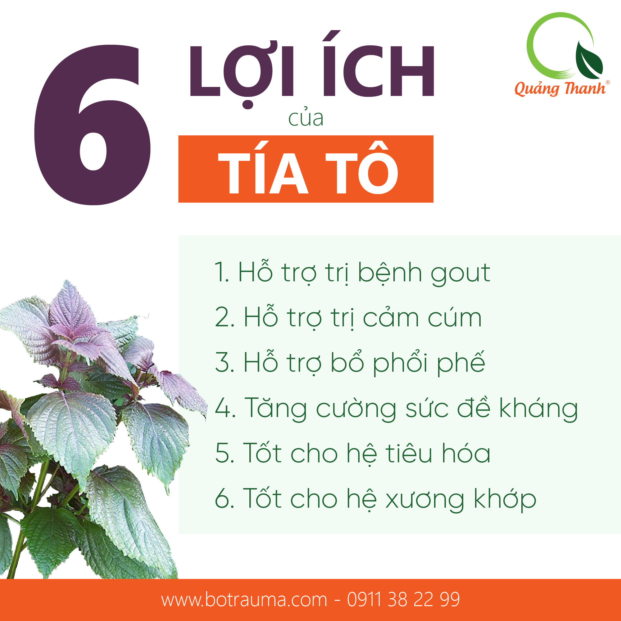 Combo Bột Tía Tô và Bột Diếp Cá 30g - Mát Gan, Hỗ Trợ Vấn Đề Tiêu Hóa, Bổ Phổi Phế, Hỗ Trợ Tăng Sức Đề Kháng- CHÍNH HÃNG