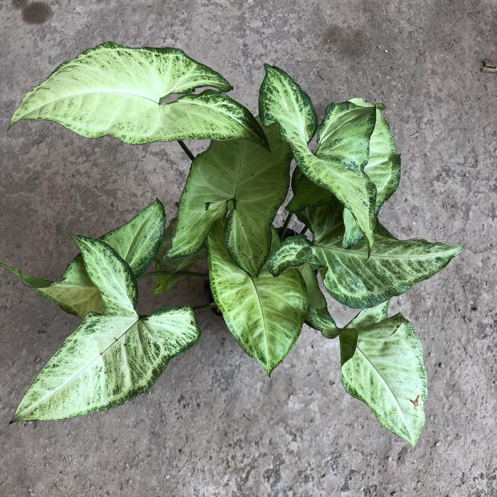 Cây muống nhật phong thủy, chiều cao 15cm sinh trưởng cực mạnh dễ chăm sóc thích hợp để bàn, deco