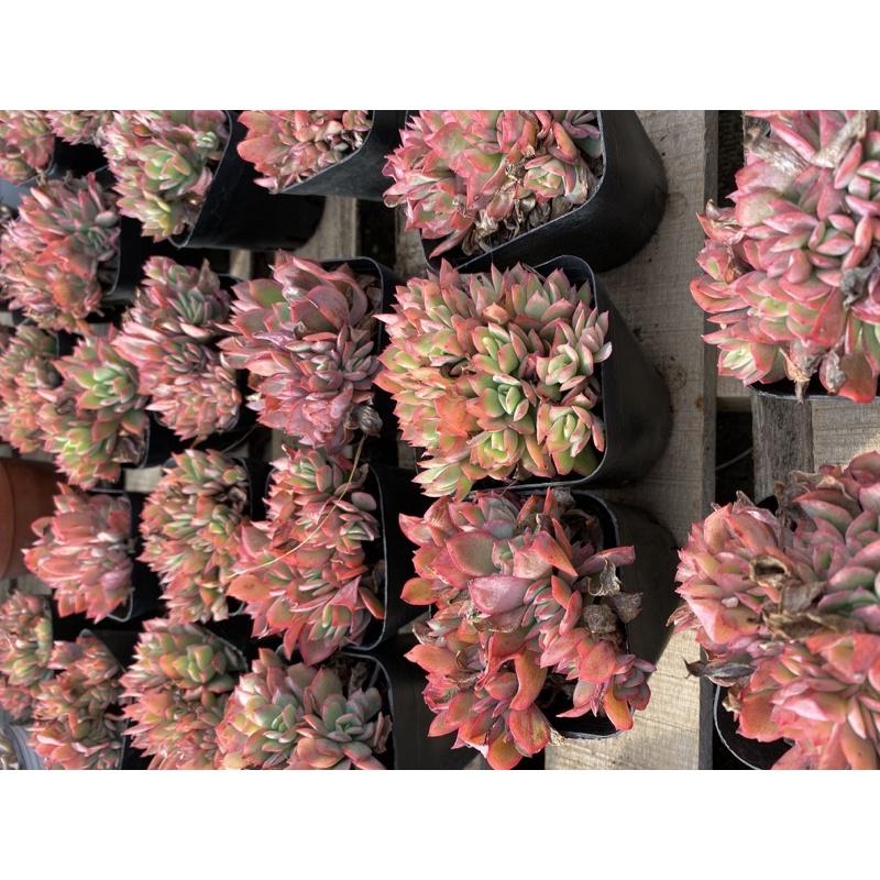 cây sen đá echeveria elegans, phượng hoàng lửa