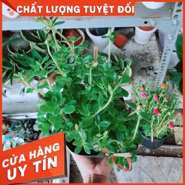 Chậu mười giờ sam