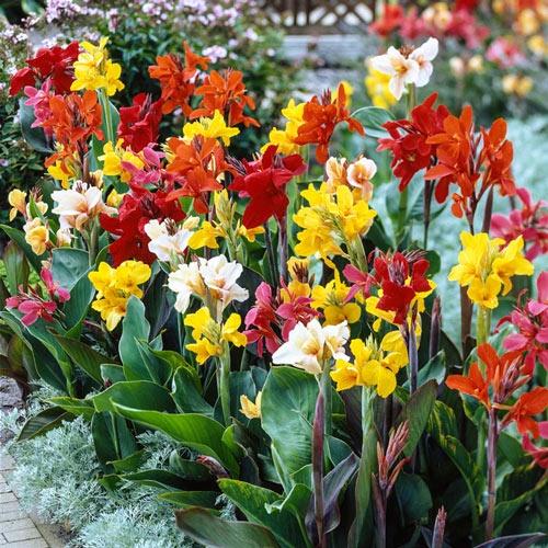 Hạt giống hoa Chuối Cảnh mix màu KNS3729 - Gói 5 hạt