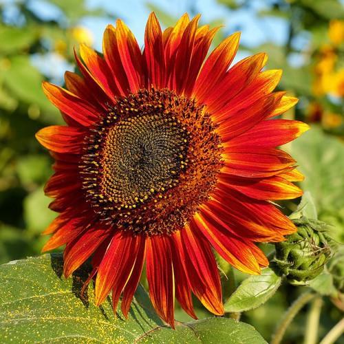 Hạt Giống Hoa Hướng Dương Đỏ