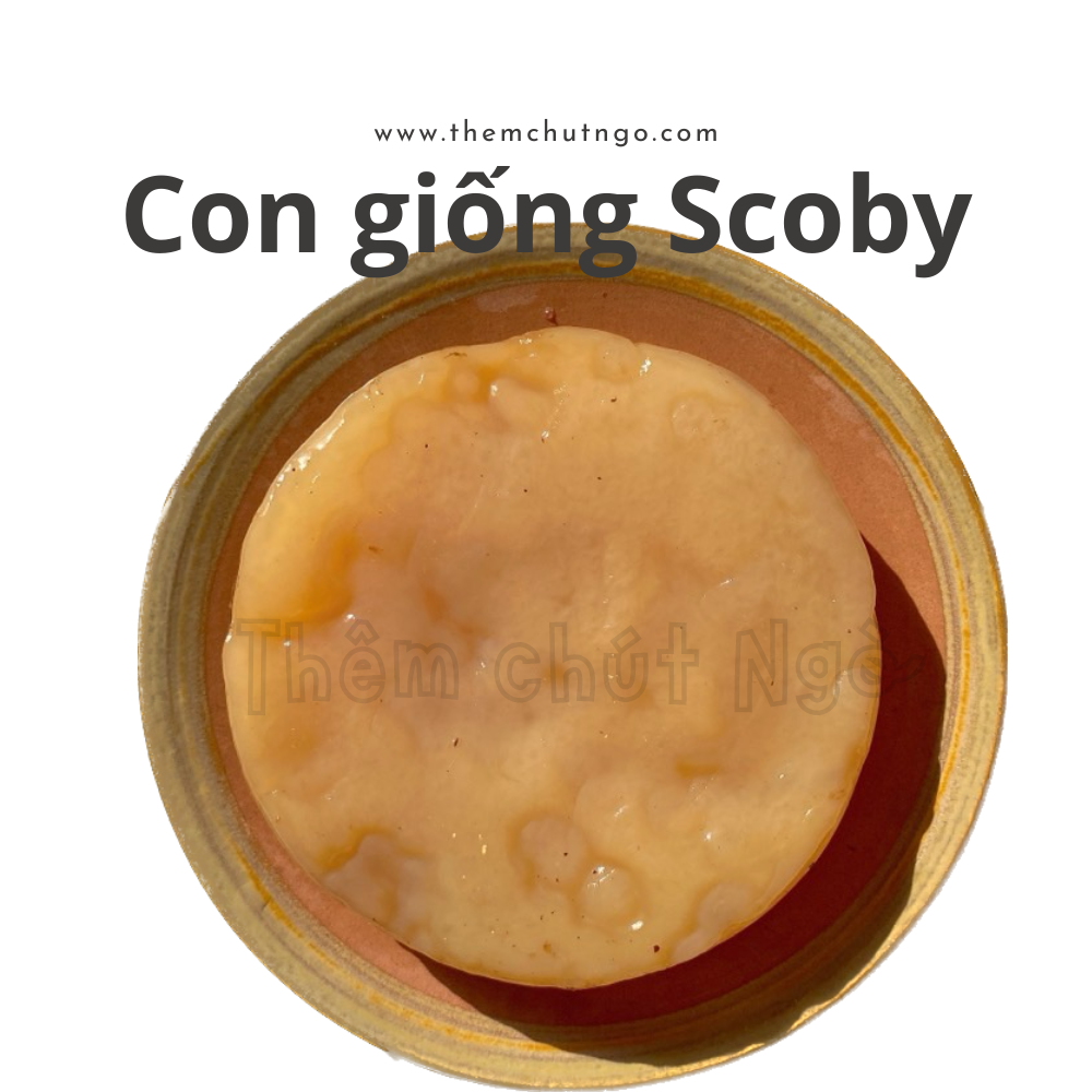 Combo Trà Kombucha 1L đầy đủ nguyên liệu nuôi Scoby làm trà Kombucha (dùng để làm 0,5 lít)