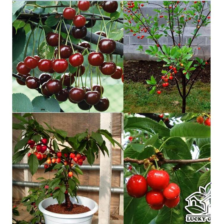 Hạt giống Cây Ăn Trái Cherry Đỏ 10 hạt/gói