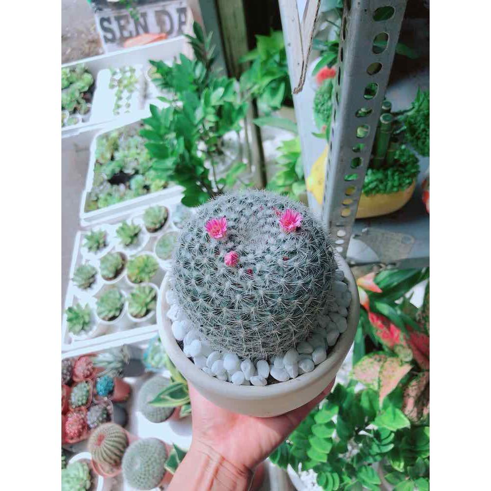 Chậu xương rồng nở hoa Bán Chạy
