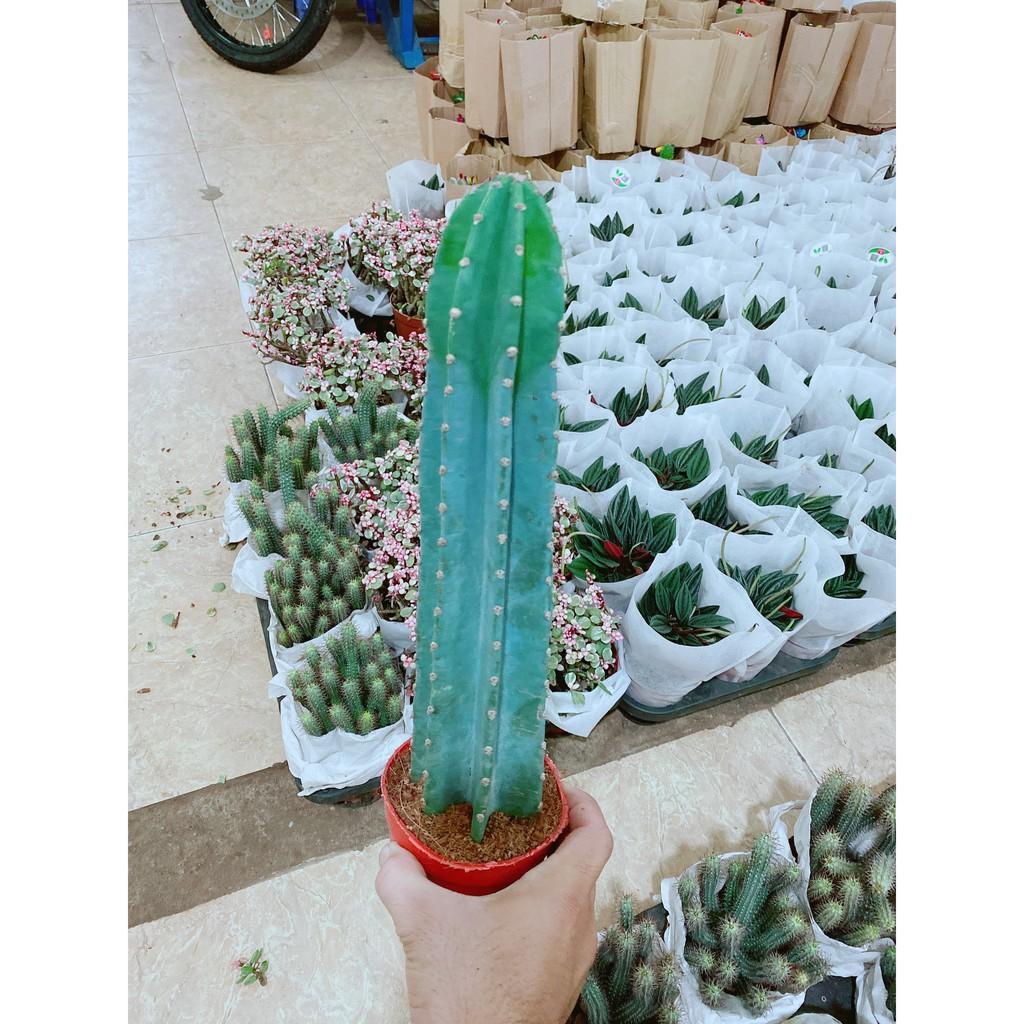 Cây Xương Rồng Trụ Lớn 40cm