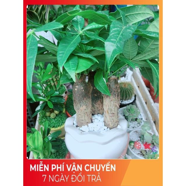 Chậu Kim Ngân 3 Thân