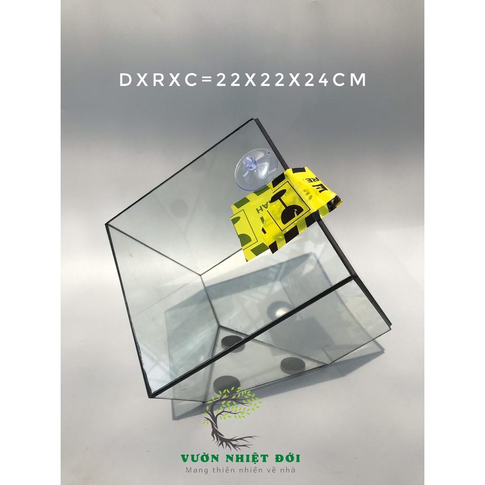 Bể Terrarium Đa Giác Setup Bán Cạn Để Bàn Làm Việc