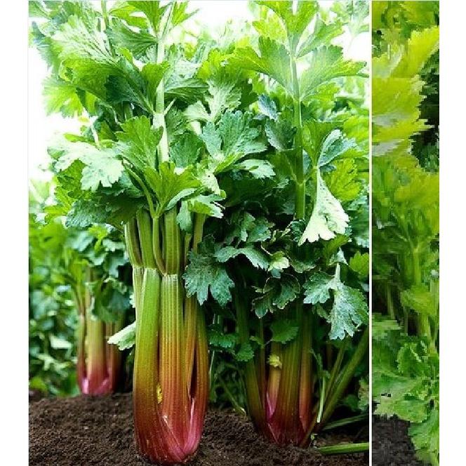 Hạt giống rau cần tây đỏ KNS385 - Gói 0.5gram