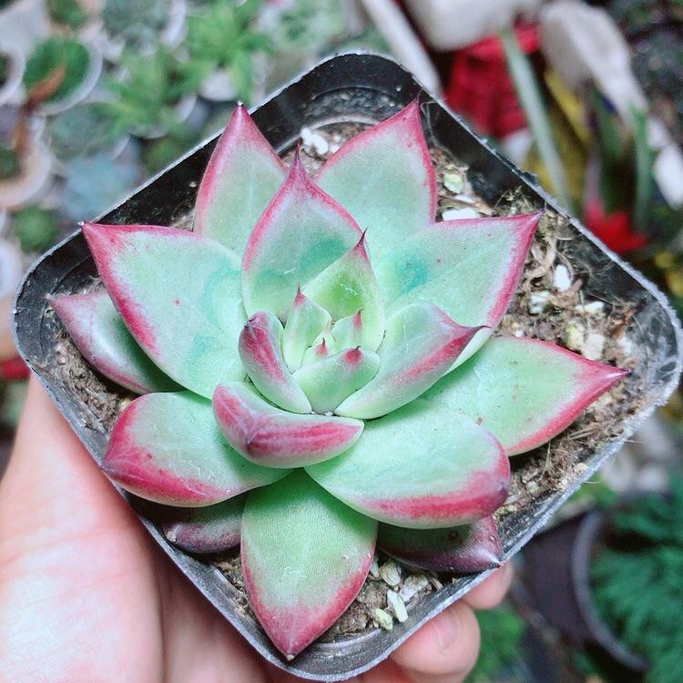 Sen Đá Đế Vương