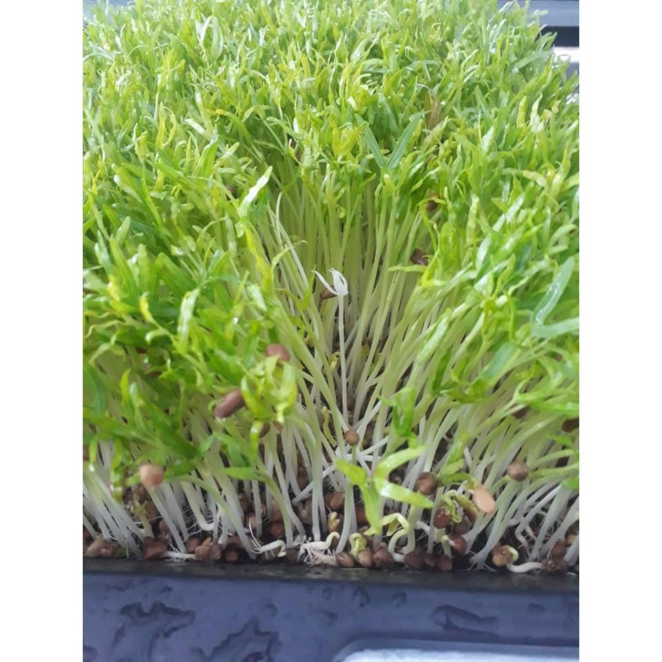 100gr Hạt Giống Rau Muống Mầm