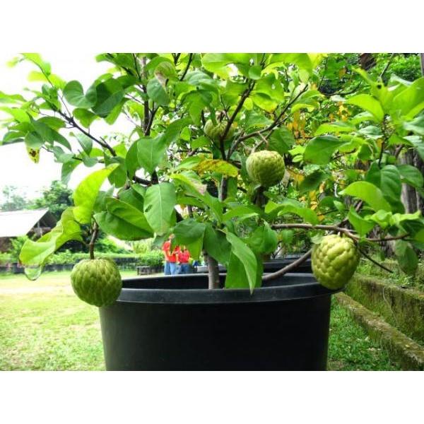 Cây giống na dai thơm ngon trái to