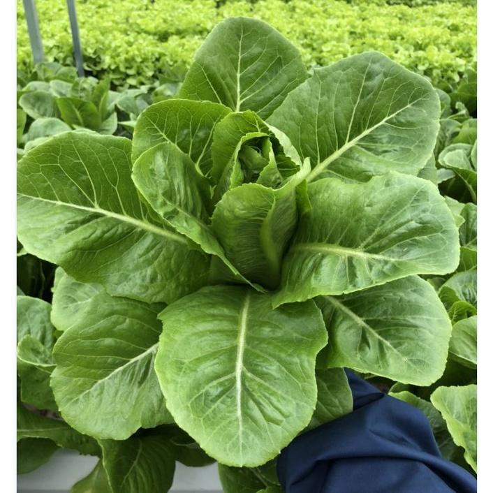 Hạt giống xà lách ROMAINE xanh CT98 - Gói 0.2gram