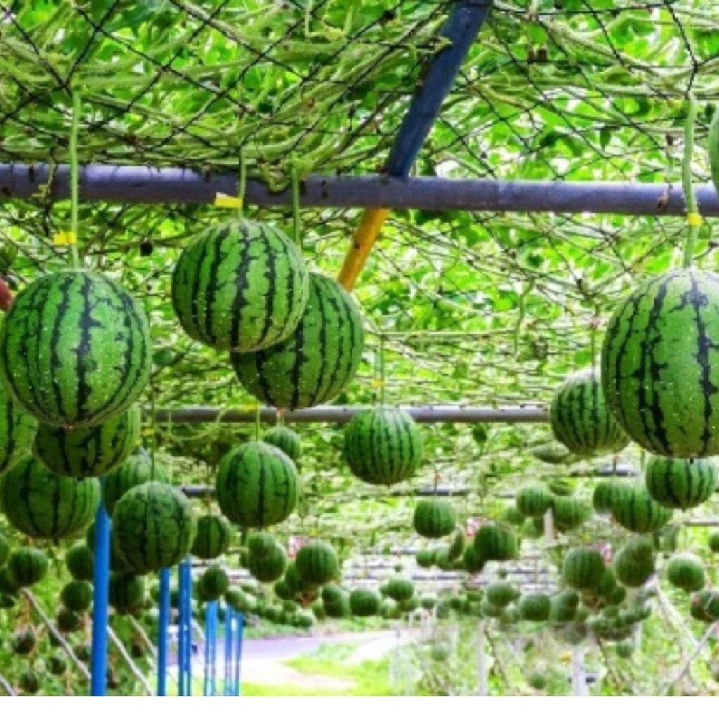 Phân bón Canxi bo ++ giúp chống nứt, thối, rụng trái non, cứng cây, to quả cho mọi cây trồng