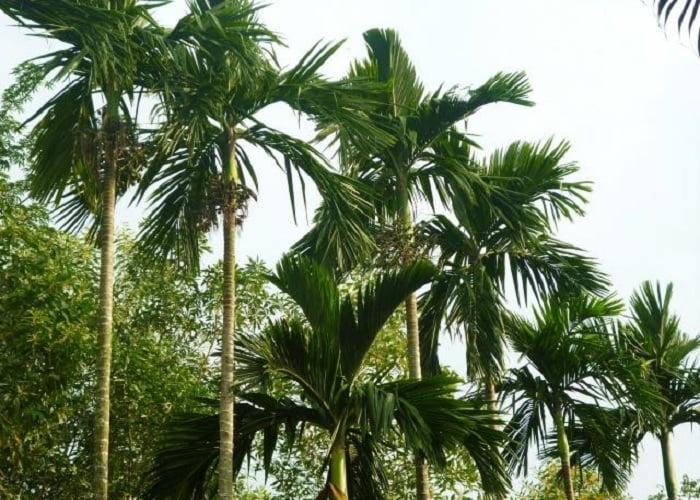 CÂY GIỐNG CAU ĂN TRẦU TỨ QUÝ bầu to CAO HƠN 1M RỒI