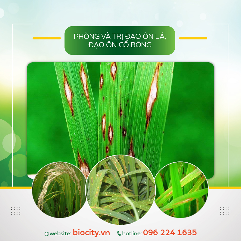 Phòng trừ đạo ôn lúa - đạo ôn cổ bông - Olala Đạo ôn 25g